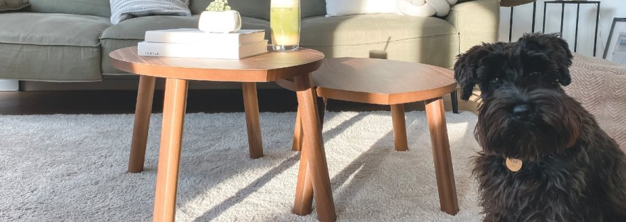 Stoliki kawowe na dywanie i pies